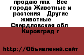 продаю лпх - Все города Животные и растения » Другие животные   . Свердловская обл.,Кировград г.